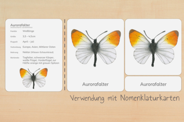 steckbriefe_schmetterlinge_gross_4