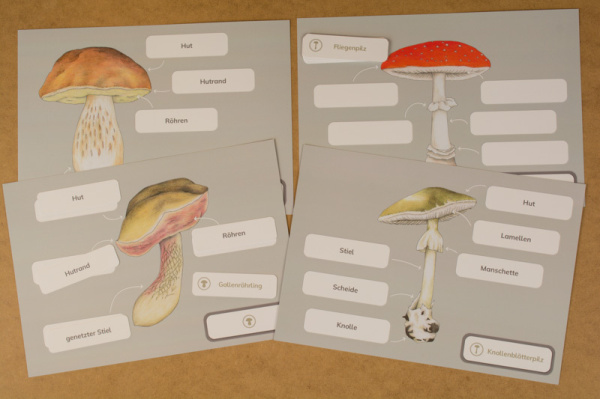 themenkiste_pilze_anatomie2