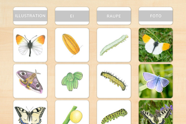 werkstatt_schmetterlinge_download