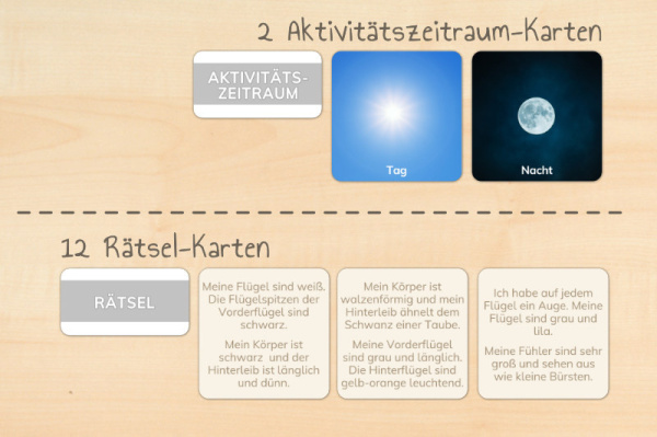 werkstatt_schmetterlinge_download6