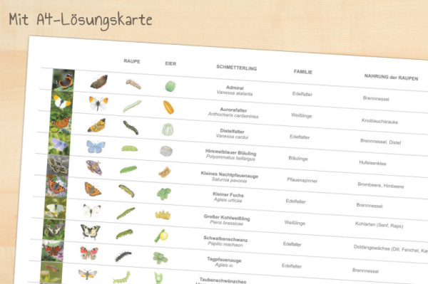 werkstatt_schmetterlinge_download8