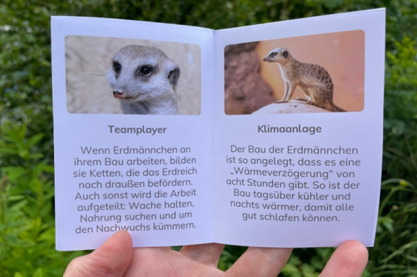 wunderwissen_faltbuechlei_erdmaennchen2
