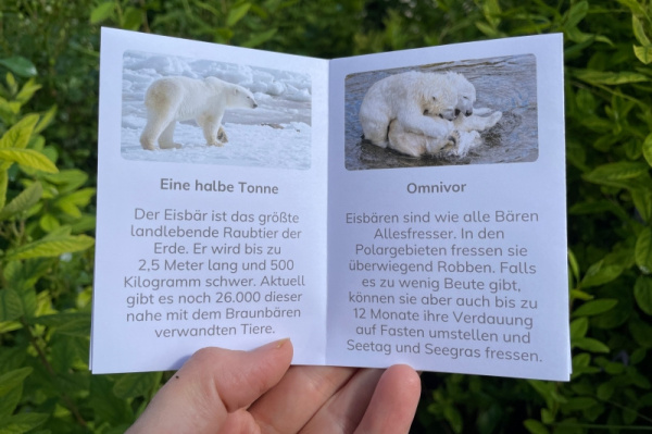wunderwissen_faltbuechlein_eisbaer