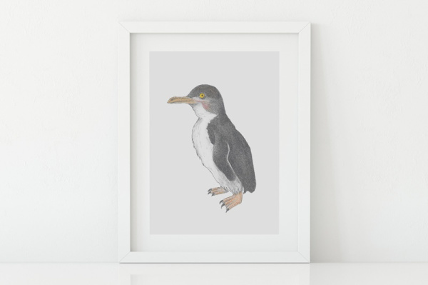 zwergpinguin2