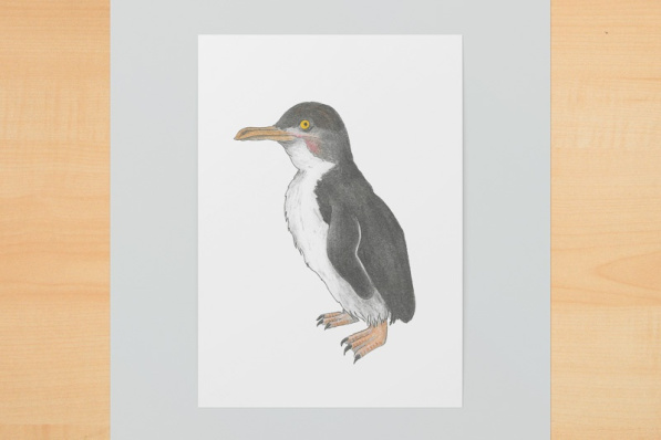 Zwergpinguin A6