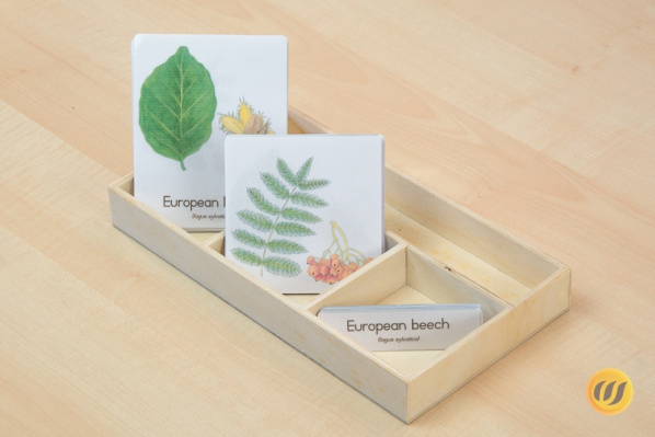 3partcards with 12 deciduous trees and shrubs and their fruit