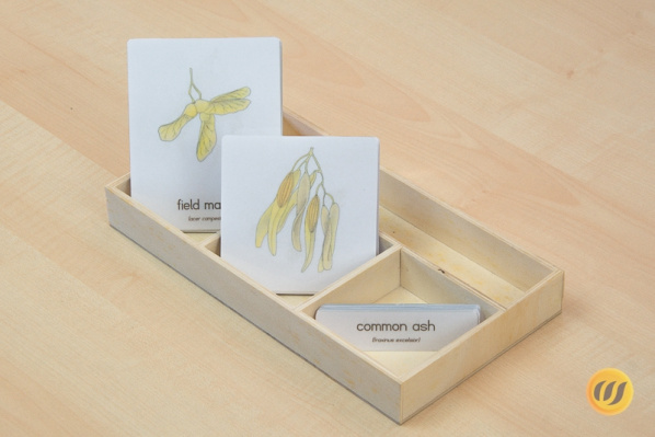 3 part cards deciduous trees and shrubs - fruit
