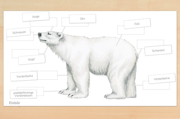 anatomie_eisbaer_download_1