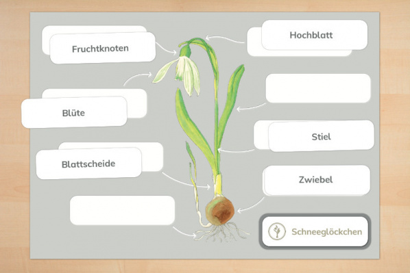 Frühblüher Anatomie inklusive Überwinterungsorgane