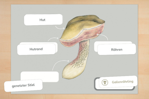 Pilz-Anatomie (Lamellen- und Röhrenpilz)