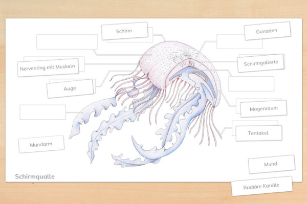 anatomie_qualle