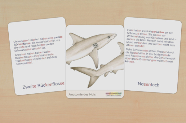 definition_hai_silben