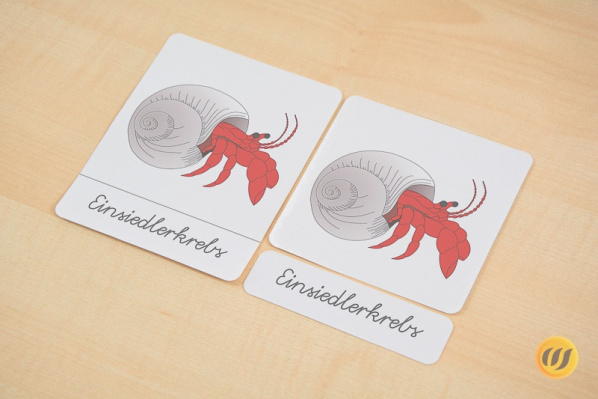 einsiedlerkrebs_d_s