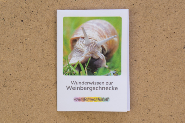 faltbuechlein_weinbergschnecke