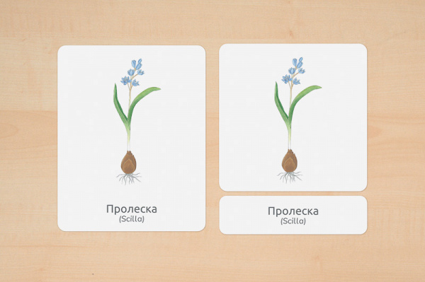 fruehblueher_nomen_russisch