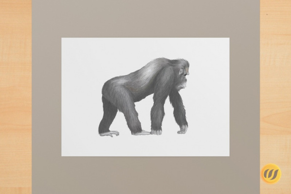 gorilla