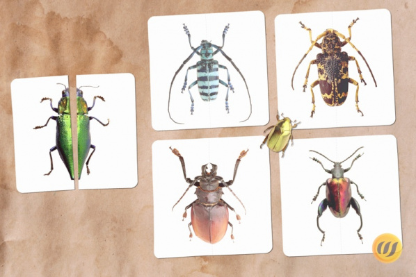 Mini-Puzzle Käfer (Download)