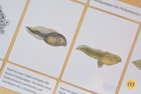 kaulquappe_froschzyklus