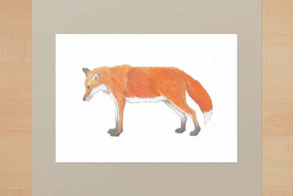 kd_rotfuchs
