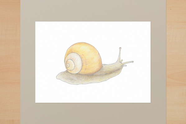 kd_weinbergschnecke