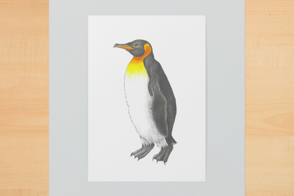 koenigspinguin1