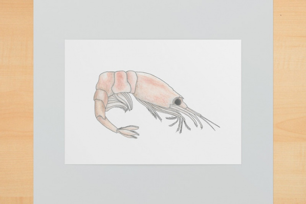 krill1
