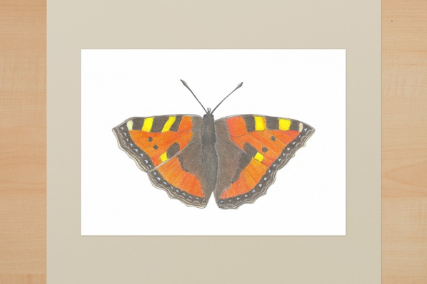 ku_schmett_fuchs