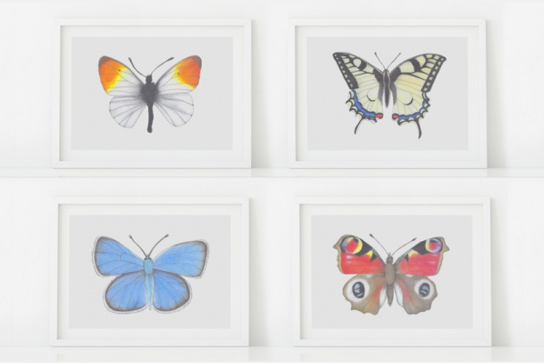 Europäische Schmetterlinge Set (12 Zeichnungen)