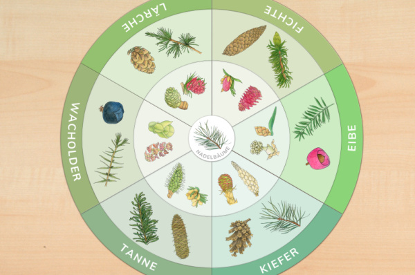 legekreis_nadelbaeume