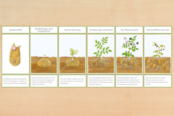 legematerial_kartoffel_rahmen_download_1