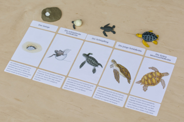 legematerial_schildkroete