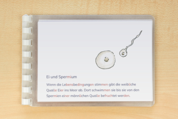 leseheft_ohrenqualle_silben_2