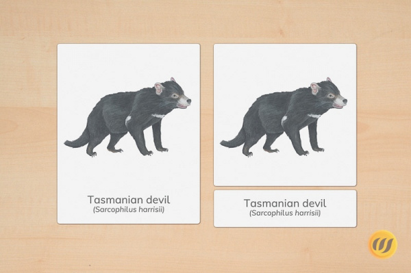 3part cards "Animals of Ocenania"
