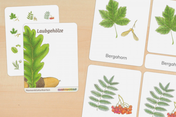 16 Nomenklaturkarten Laubgehölze Blätter und Früchte