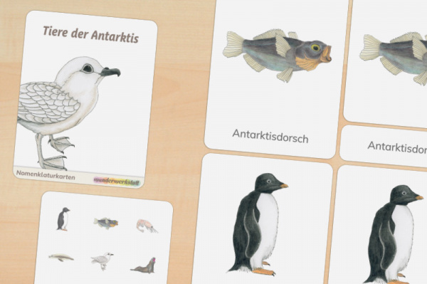 8 Nomenklaturkarten Tiere der Antarktis