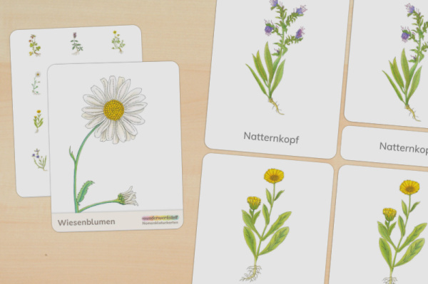 nomen_wiesenblumen_titel_1