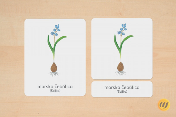 nomenklatur_fruehblueher_slowenisch
