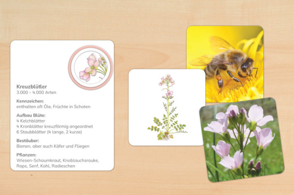 pflanzenfamilien_4_1