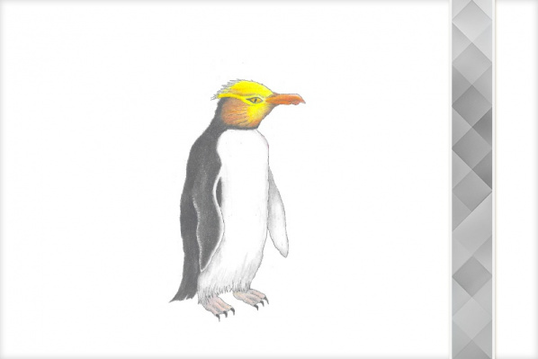 pinguin_paket