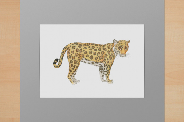 Jaguar A6