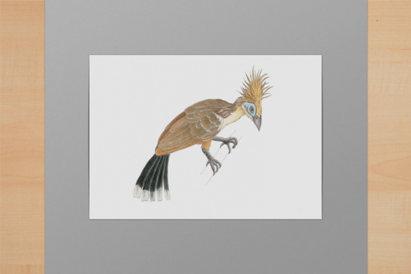 Hoatzin A5