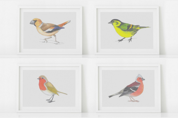 Europäische Vögel Set (16 Zeichnungen)