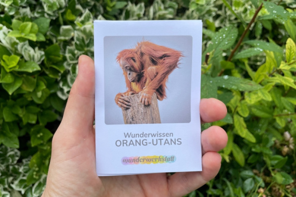 wunderwissen_orangutan_titel