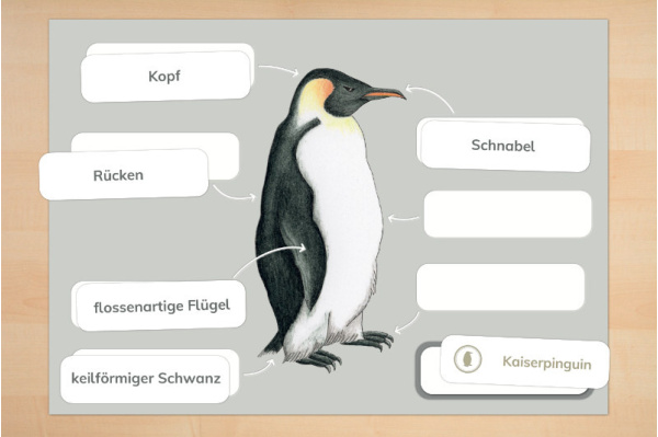 Anatomie Pinguin anatomie_pinguine_2