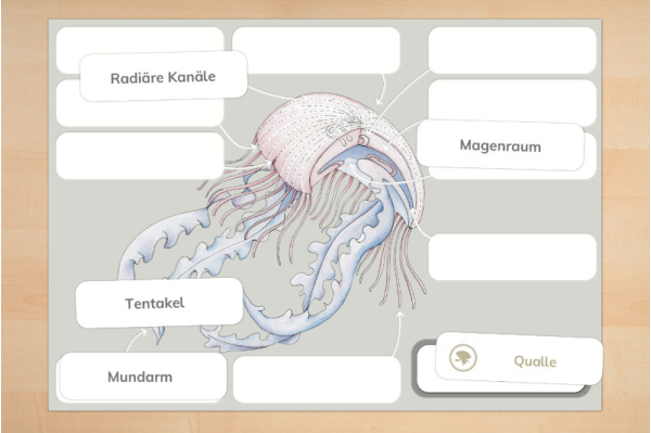 Anatomie einer Qualle Anatomie einer Qualle