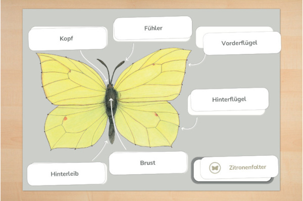 Anatomie eines Schmetterlings anatomie_schmetterling2