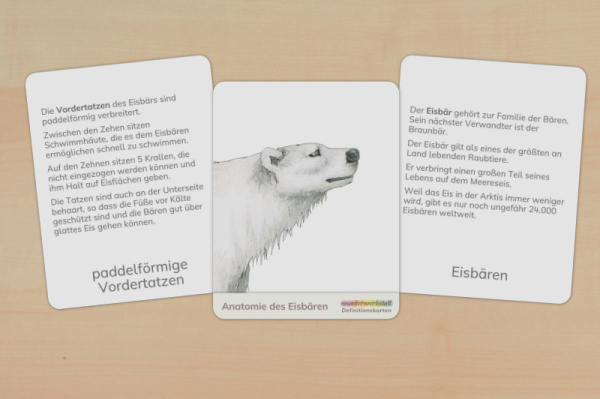 Definition Eisbär definition_eisbaer_1