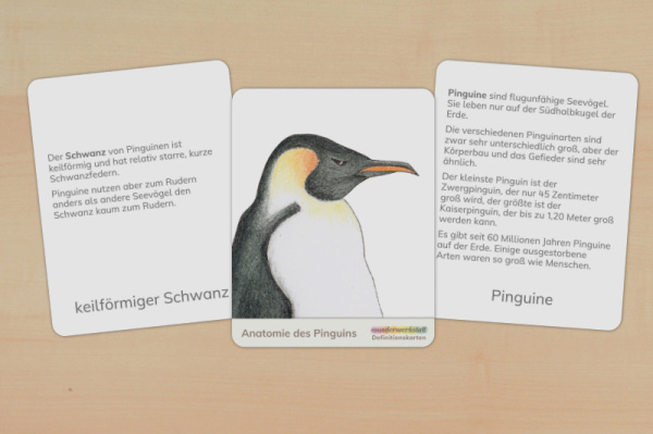 Definition Pinguin definition_pinguine_download_1