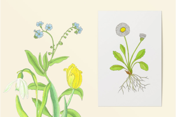Frühblüher-Zeichnungen einzeln fruehblueher_kunstdrucke