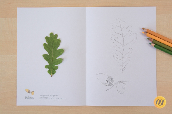 Kleines Herbarium - heimische Laubgehölze (Download) herbariumeiche
